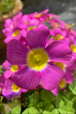 بصيلة أقصليس (وريف)