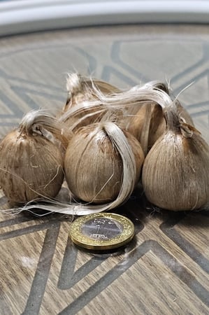 أبصال الزعفران