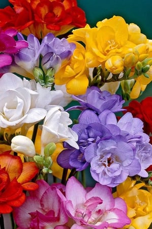 أبصال (فريزيا) مدبلة ملونة