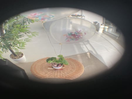 نبته بيرثداي