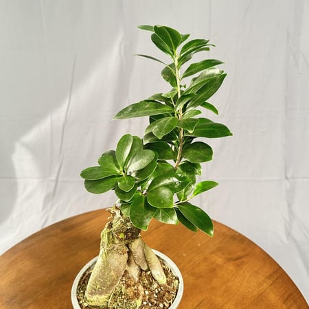 فيكس جينسينج مركن 13