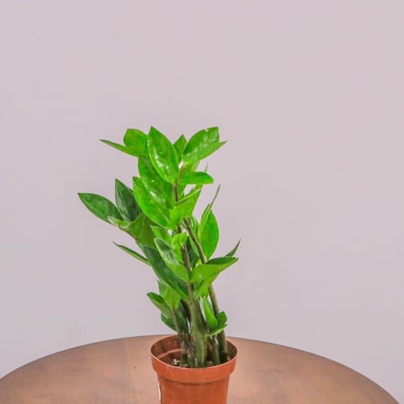 بكج إهداء SKY GARDEN مع نبتة الزاميا