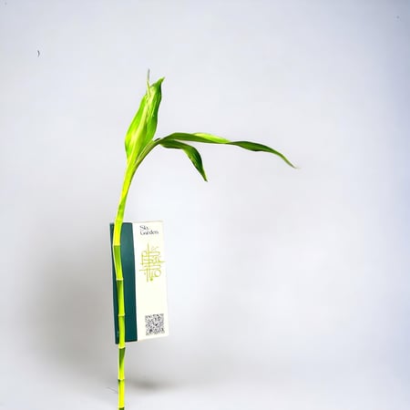 ساق البامبو  - توزيعات العيد