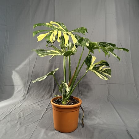 مونستيرا تاي مركن 22