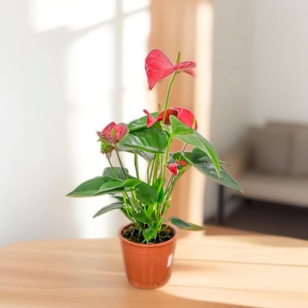 صمم هديتك  | انتوريم احمر