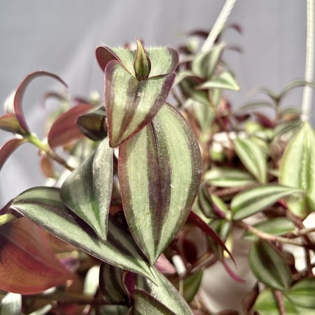 نبتة مكحلة ( زيبرينا علاقي ) مركن 20