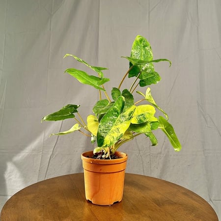 نبتة فيلدرون بيرلماركس فاريجيتد مركن 13