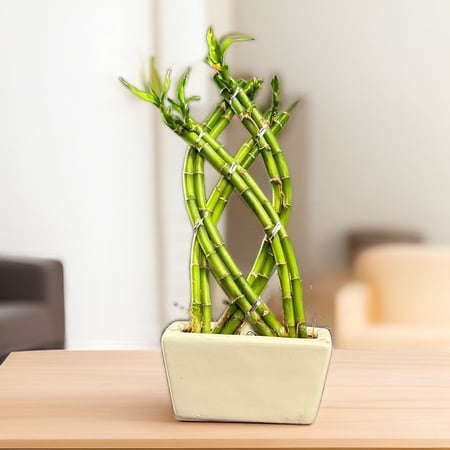 لاكي بامبو مركن 14 سم