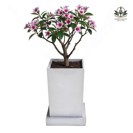 مركن للاشجار زراعة متنقل بصحن 75سم