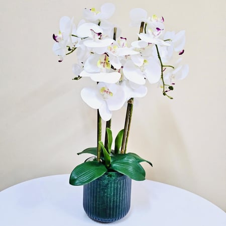 فازة أوركيد