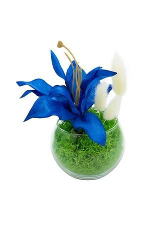 فازة الميني ليلي