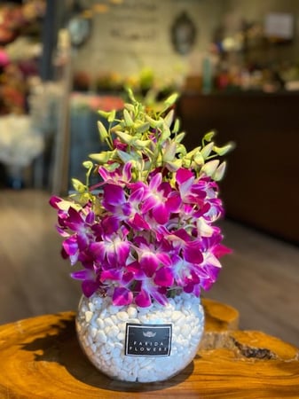 فازة الأوركيد