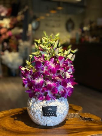 فازة الأوركيد