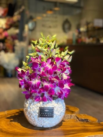 فازة الأوركيد