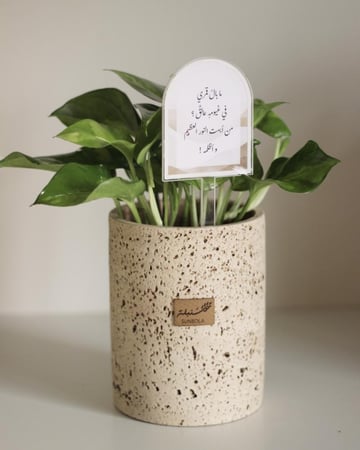 نبات البوتس في حوض حجري أنيق