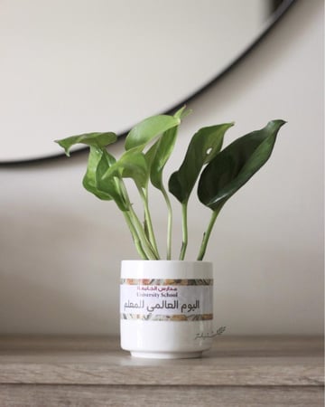 نبات البوتس في إناء سيراميك بتصميم من اختيارك