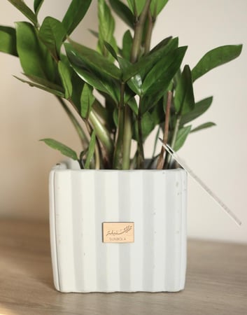 نبات طبيعي في إناء إسمنتي مربع - حجم متوسط