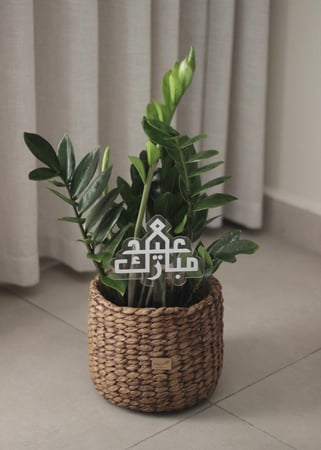 نبات طبيعي في إناء من الخزف لون بني - حجم كبير