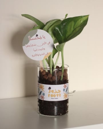 نبات البوتس في إناء زجاجي شفاف