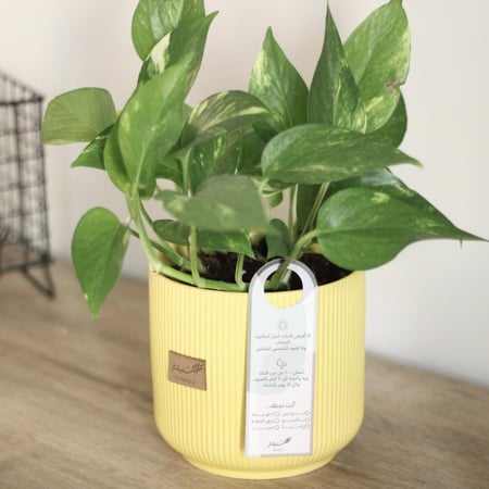 نبات طبيعي في إناء سيراميك أصفر - حجم متوسط