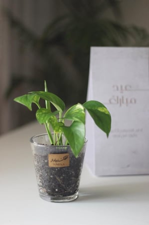 توزيعات بوتس حجم متوسط بثيم العيد