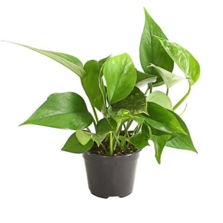 نبات طبيعي في إناء إسمنتي مربع - حجم متوسط