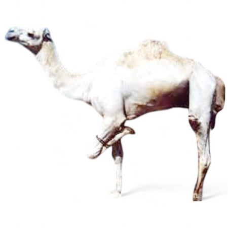 عقال للابل صوف