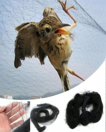 شبك صيد الطيور