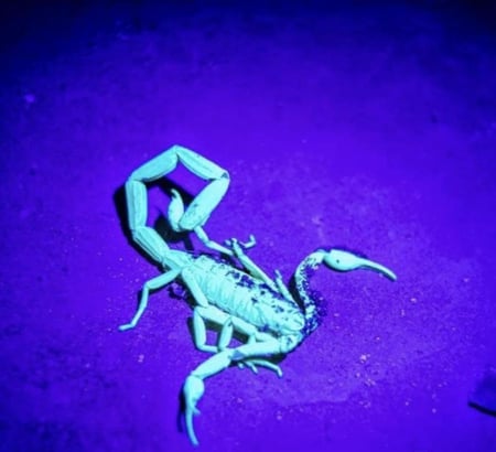 كشاف عقارب قلم