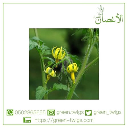 شتلة طماط