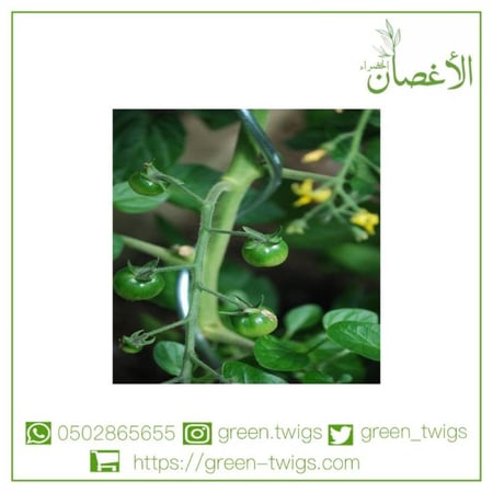 شتلة طماط