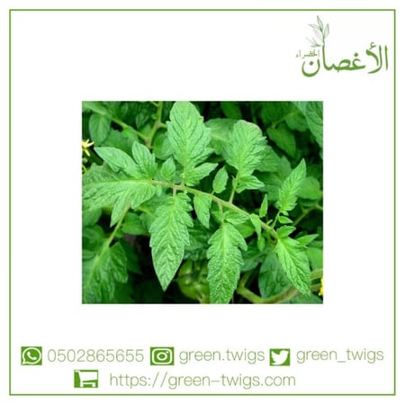 شتلة طماط