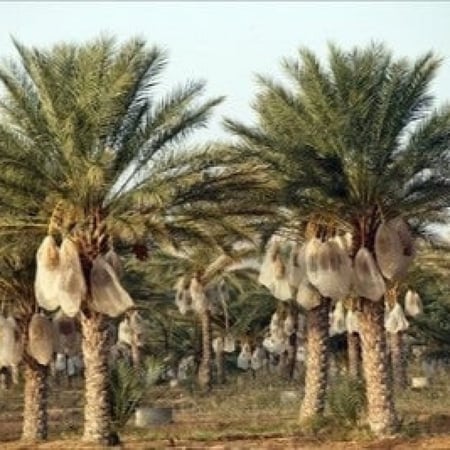 300 كيس تكميم لحماية تمور النخيل