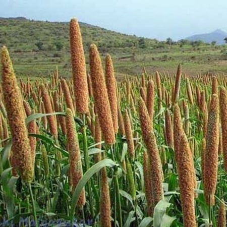 دخن ماليسا اوكراني للطيور 1 كيلو