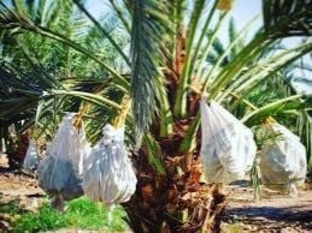 300 كيس تكميم لحماية تمور النخيل