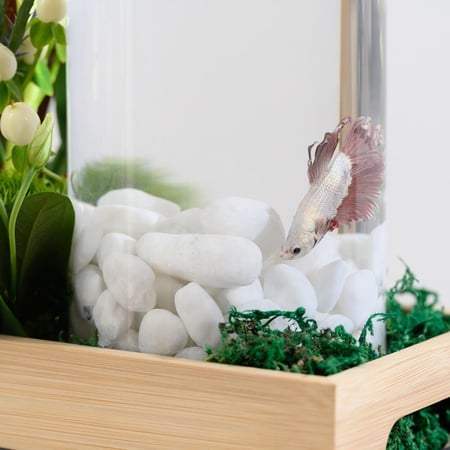 تيرازو ورد التوليب الهولندي والاستوما مع الفخار