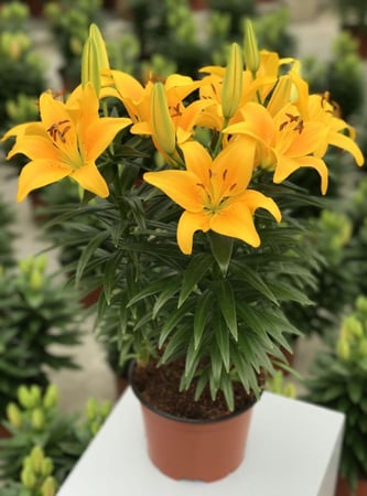 ليليوم اصفر