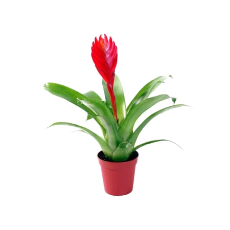 نبات الشعلة