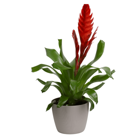 نبات الشعلة