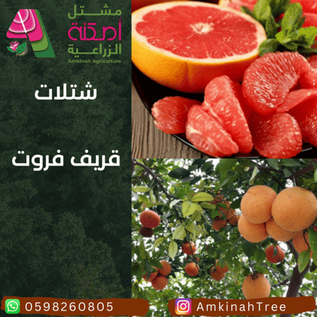قريف فروت