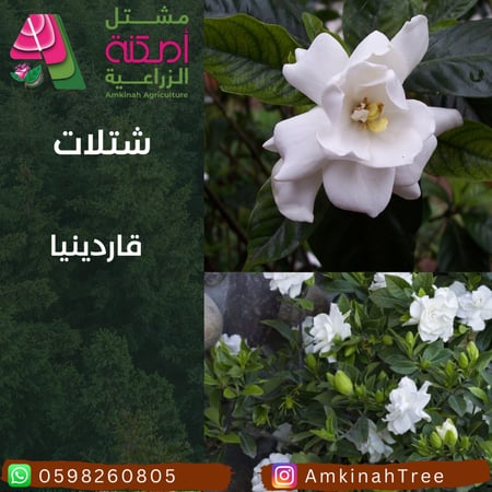 قاردينيا خارجي