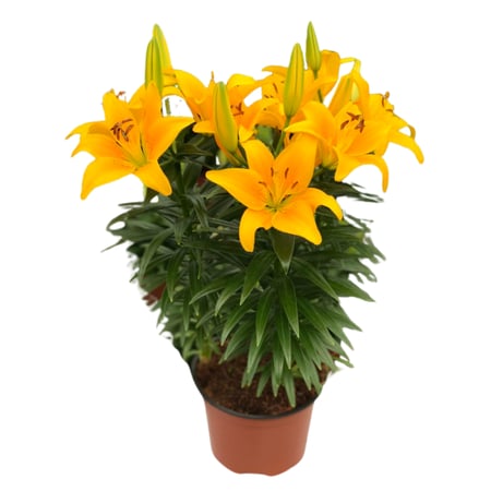 ليليوم اصفر