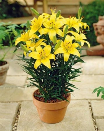 ليليوم اصفر