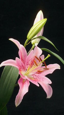 ليليوم وردي