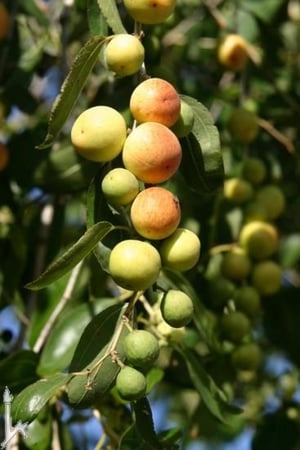 السدر(الكنار)