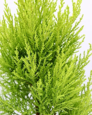 سرو عطري داخلي