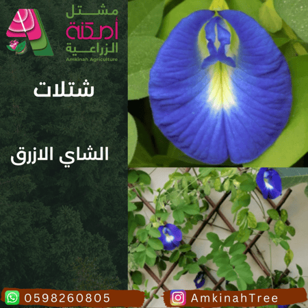 الشاي الازرق