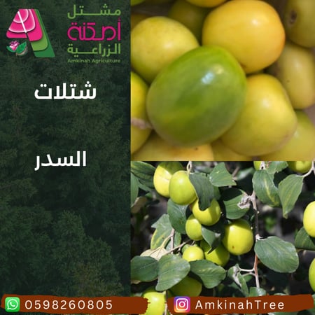 السدر(الكنار)