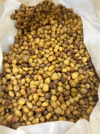 بذور الاكبي