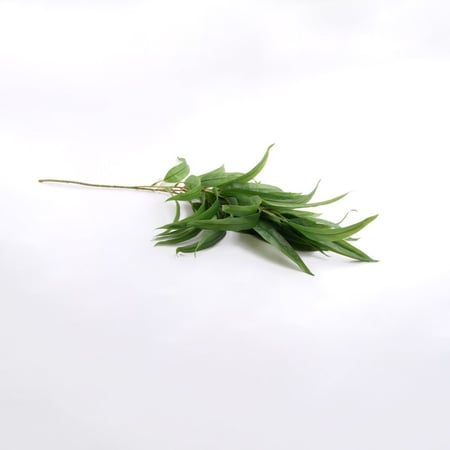 أغصان ورق يوكلابتوس طويل أخضر